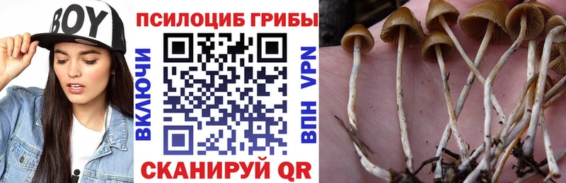 Псилоцибиновые грибы GOLDEN TEACHER  Купить закладки  Сухой Лог 